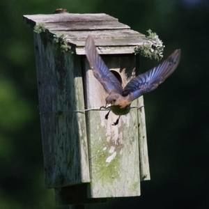 Meet your Posher, William